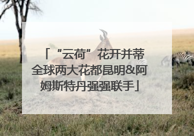 “云荷”花开并蒂 全球两大花都昆明&阿姆斯特丹强强联手