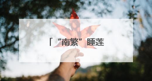 “南繁”睡莲竞相绽放 乡村振兴添色彩