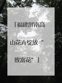 福建屏南高山花卉绽放“致富花”