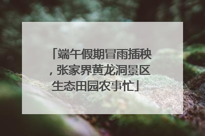 端午假期冒雨插秧，张家界黄龙洞景区生态田园农事忙