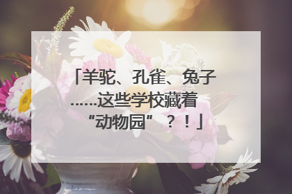 羊驼、孔雀、兔子……这些学校藏着 “动物园”？！