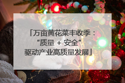 万亩黄花菜丰收季：“质量 + 安全” 驱动产业高质量发展