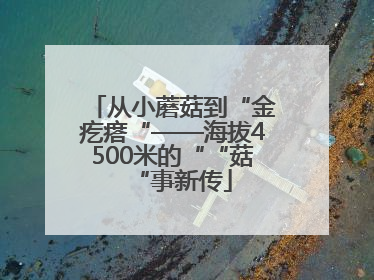 从小蘑菇到“金疙瘩“——海拔4500米的““菇“事新传