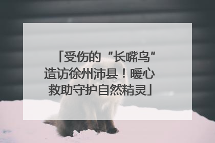 受伤的“长嘴鸟”造访徐州沛县！暖心救助守护自然精灵