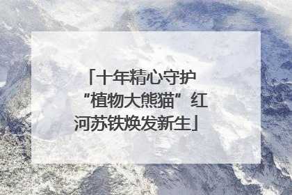 十年精心守护 “植物大熊猫”红河苏铁焕发新生