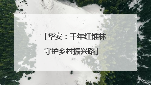 华安：千年红锥林守护乡村振兴路