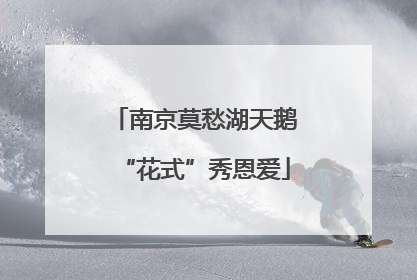 南京莫愁湖天鹅“花式”秀恩爱