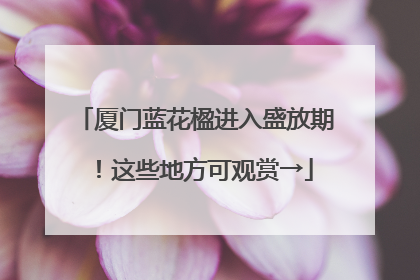 厦门蓝花楹进入盛放期！这些地方可观赏→