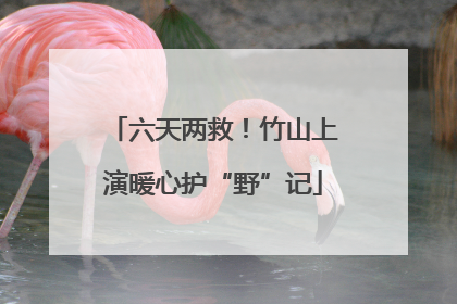 六天两救！竹山上演暖心护“野”记