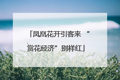 凤凰花开引客来 “赏花经济”别样红