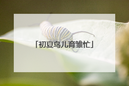 初夏鸟儿育雏忙