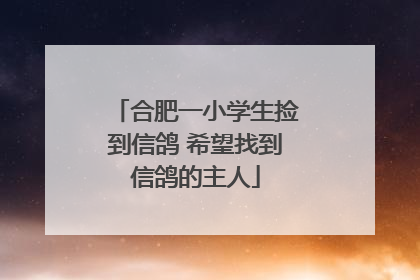 合肥一小学生捡到信鸽 希望找到信鸽的主人