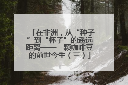 在非洲，从“种子”到“杯子”的遥远距离——一颗咖啡豆的前世今生（三）