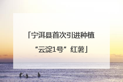 宁洱县首次引进种植“云淀1号”红薯