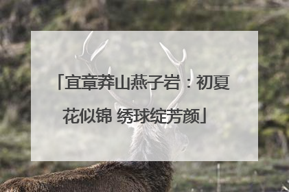 宜章莽山燕子岩：初夏花似锦 绣球绽芳颜