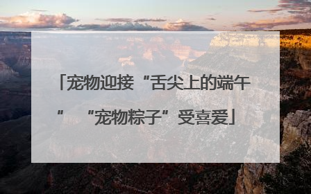 宠物迎接“舌尖上的端午” “宠物粽子”受喜爱
