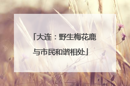 大连：野生梅花鹿与市民和谐相处