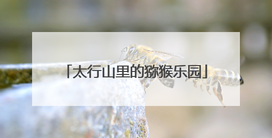 太行山里的猕猴乐园