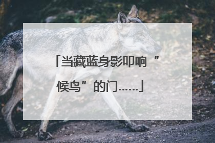 当藏蓝身影叩响“候鸟”的门……