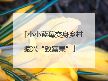小小蓝莓变身乡村振兴“致富果”