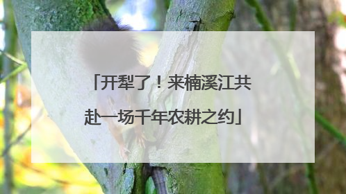 开犁了！来楠溪江共赴一场千年农耕之约