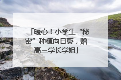 暖心！小学生“秘密”种植向日葵，赠高三学长学姐