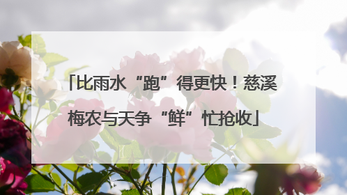 比雨水“跑”得更快！慈溪梅农与天争“鲜”忙抢收