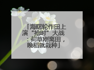 海曙轮作田上演“抢时”大战：蔺草刚离田，晚稻就栽种