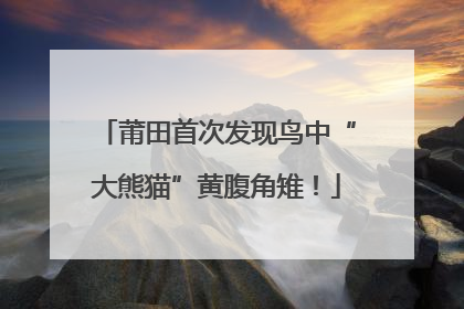 莆田首次发现鸟中“大熊猫”黄腹角雉！