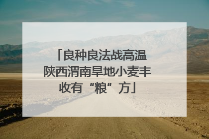 良种良法战高温 陕西渭南旱地小麦丰收有“粮”方