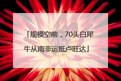 规模空前，70头白犀牛从南非运抵卢旺达