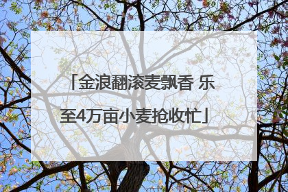金浪翻滚麦飘香 乐至4万亩小麦抢收忙