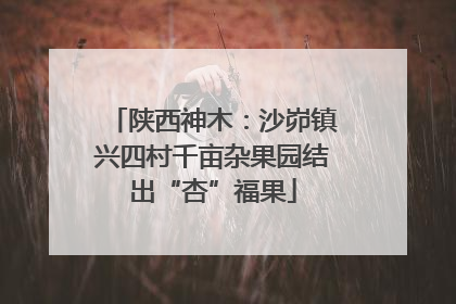 陕西神木：沙峁镇兴四村千亩杂果园结出“杏”福果
